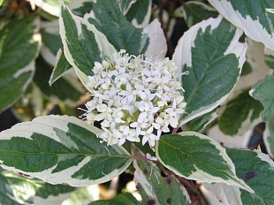 Дерен белый Sibirica Variegata (Сибирика Вариегата) 