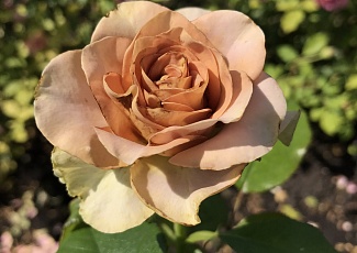 Роза - один из самых красивых цветов на планете