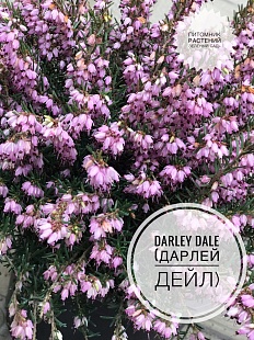 Эрика дарленская Darley Dale (Дарлей Дейл)