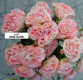 Файер Флоу (Fair Flow)