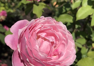 Роза - один из самых красивых цветов на планете
