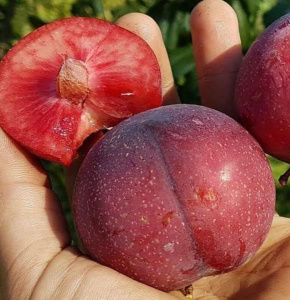 Шарафуга (гибрид абрикоса, сливы и персика)