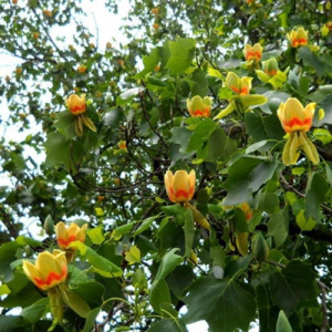 Лириодендрон тюльпановый (Тюльпановое дерево)