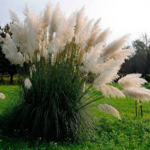 Пампасная трава (Кортадерия) White Feather (Вайт Фазер)