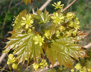 Клен остролистный (Acer platanoides)