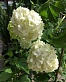 Калина обыкновенная Roseum (Розеум) 