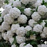 Калина обыкновенная Roseum (Розеум) 