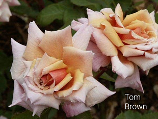 Том Браун (Tom Brown)