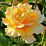 Санни Роуз (Sunny Rose, Солнечная роза)