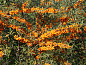 Облепиха крушиновая Friesdorfer Orange (Фрисдорфер Оранж)