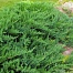 Можжевельник казацкий Tamariscifolia (Тамариксофолия) 