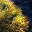 Сосна обыкновенная Aurea (Ауреа)