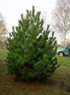 Сосна черная  (Pinus nigra)