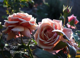 Том Браун (Tom Brown)