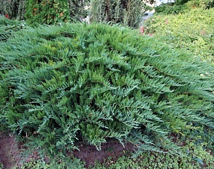 Можжевельник казацкий Tamariscifolia (Тамариксофолия) 