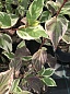 Дёрен белый Sibirica Variegata (Сибирика Вариегата) 