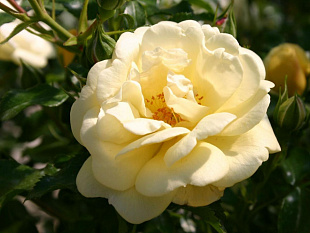 Санни Роуз (Sunny Rose, Солнечная роза)