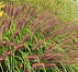 Пеннисетум лисохвостный (или перистощетинник) Redhead (Редхед)