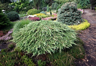 Можжевельник обыкновенный Green Carpet (Грин Карпет)