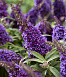 Буддлея Давида Butterfly Candy Little Lila Purple (Баттерфляй Канди Литтл Пурпл)