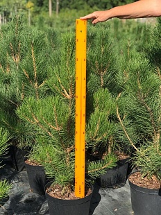 Сосна черная  (Pinus nigra)