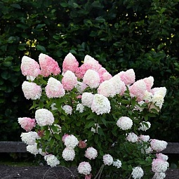 Гортензия метельчатая Pink & Rose (Пинк энд Роуз)