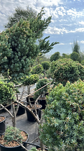 Ниваки (садовый бонсай) из можжевельника китайского Blue Alps (Блю Альпс)